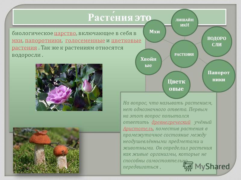 Мхи это высшие растения так как Мхи это высшие растения так как