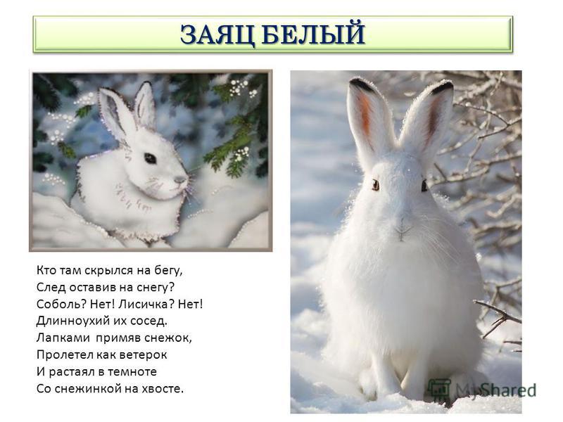 Отзывы о зимней резине 2012