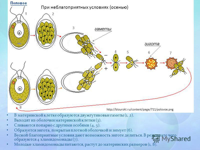 В материнской клетке образуются двухжгутиковые гаметы (1, 2). Выходят из оболочки материнской клетки (3). Сливаются попарно с другими особями (4, 5). Образуется зигота, покрытая плотной оболочкой и зимует (6). Весной благоприятные условия дают возмож