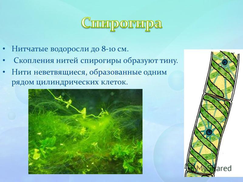 Презентация на тему: "Водоросли. Общая характеристика.. Цели урока: изучить особ