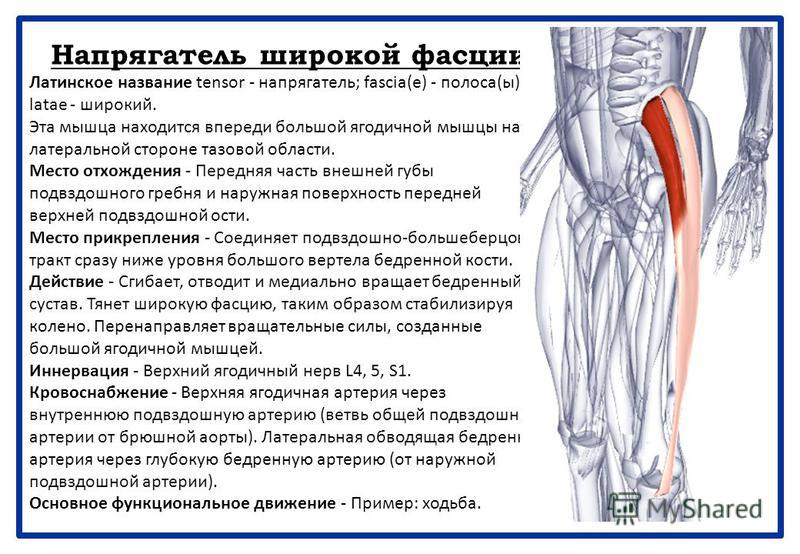 Коленный сустав фасция Коленный сустав фасция