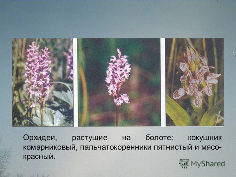 Орхидеи, растущие на болоте: кокушник комарниковый, пальчатокоренники пятнистый и мясо- красный.