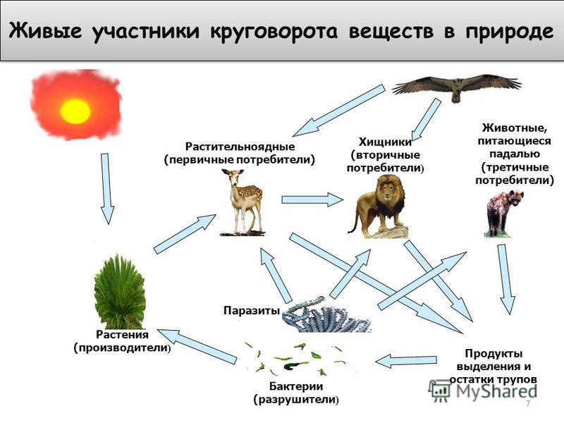 Картинки круговорот в природе животные и растения Картинки круговорот в природе животные и растения