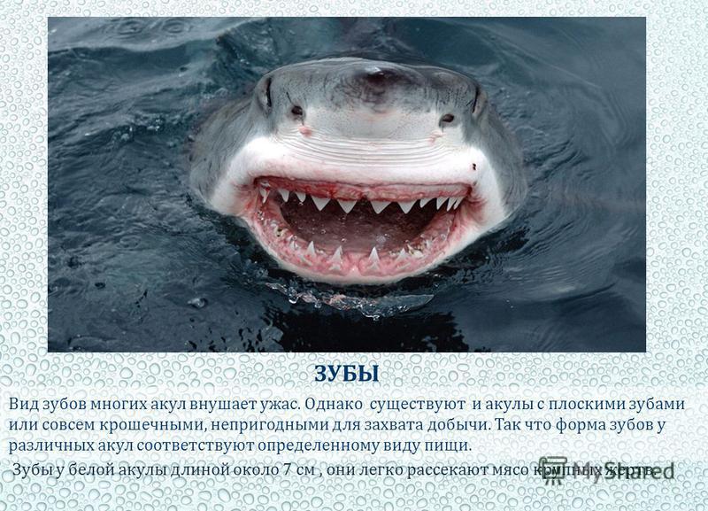 ЗУБЫ Вид зубов многих акул внушает ужас. Однако существуют и акулы с плоскими зубами или совсем крошечными, непригодными для захвата добычи. Так что форма зубов у различных акул соответствуют определенному виду пищи. Зубы у белой акулы длиной около 7