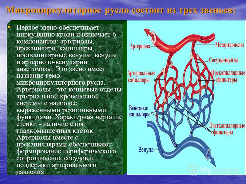 Сосуды микроциркуляторного русла гистология