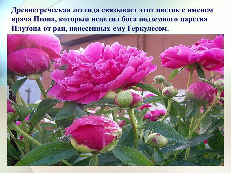 Мифы связанные с цветами Мифы связанные с цветами