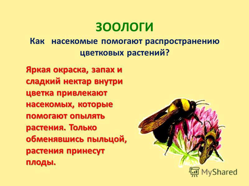 Как насекомые помогают растениям Фитостудия-63.ру