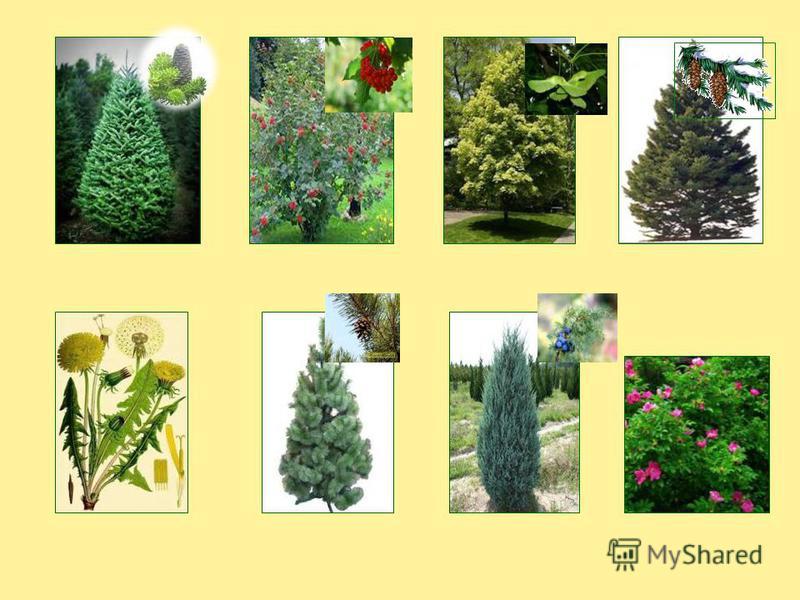 Хвойные и цветковые растения Фитостудия-63.ру