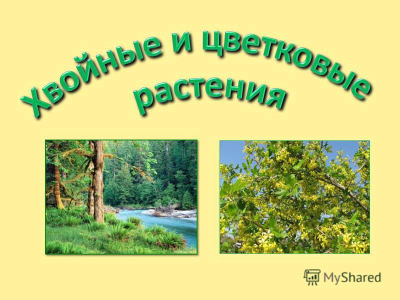 Хвойные и цветковые растения и картинки