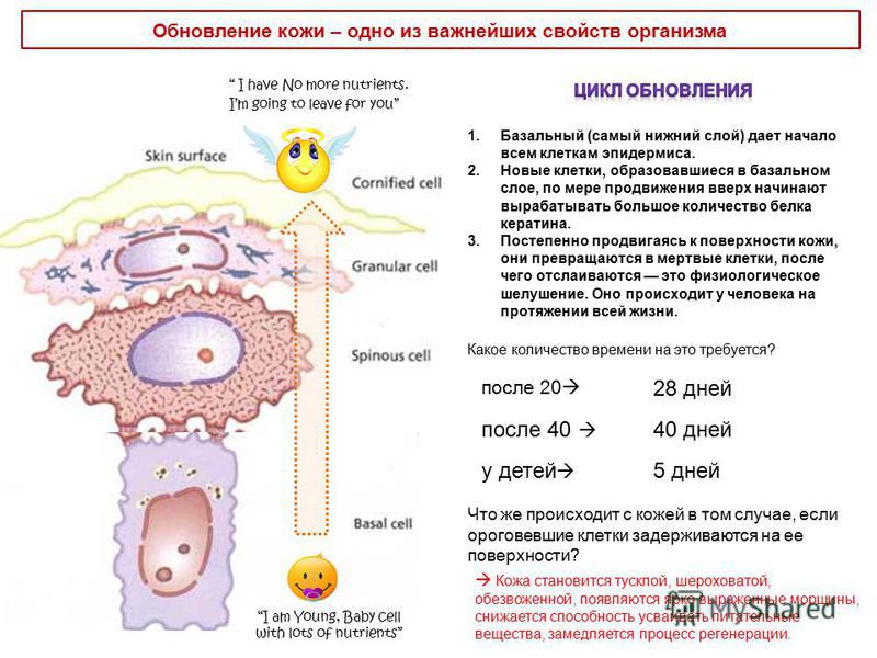 Кожа время регенерации Кожа время регенерации
