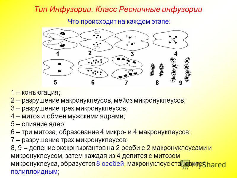 Митоз у инфузории туфельки Митоз у инфузории туфельки
