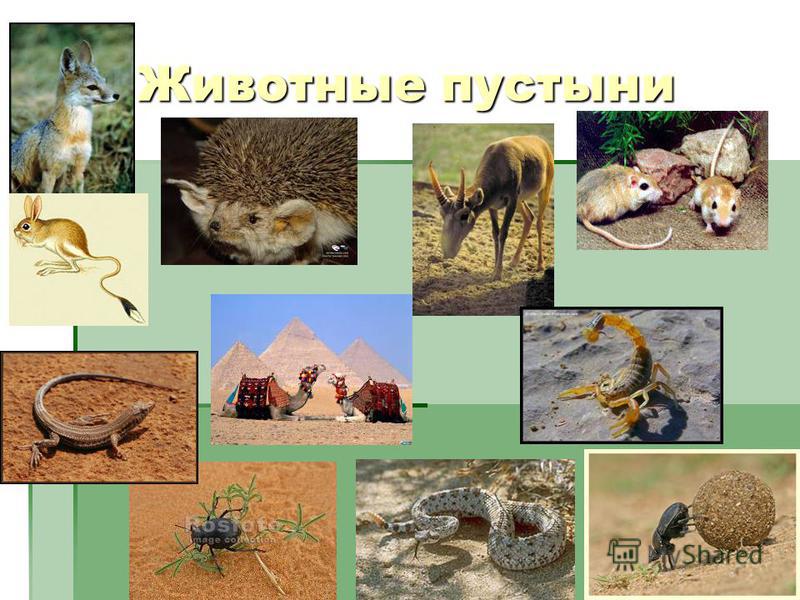 Проект животные пустыни 4 класс