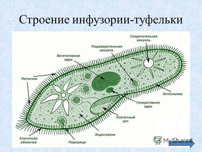 Строение инфузории туфельки под микроскопом Строение инфузории туфельки под микроскопом