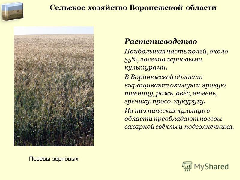 Презентация на тему: "Редькина С.И. Школа 688 Приморский район. Растениеводство