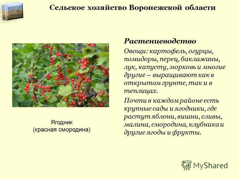 Презентация на тему: "Растениеводство в нашем крае. Культурные растения.". Скача