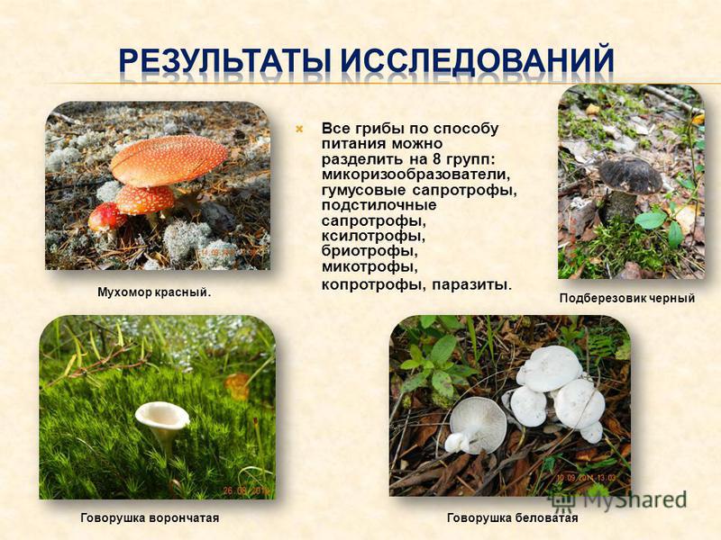 Питание Грибов Фото - Telegraph