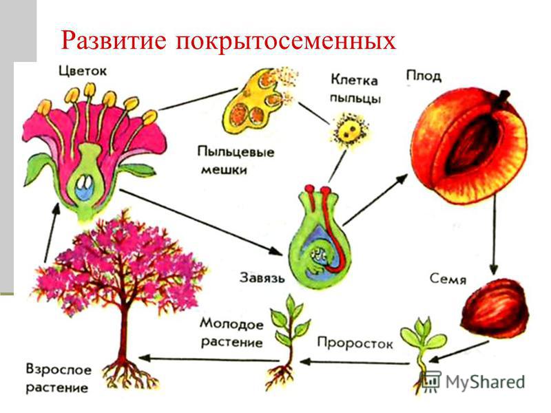 процесс развития семени из неоплодотворенной яйцеклетки растений