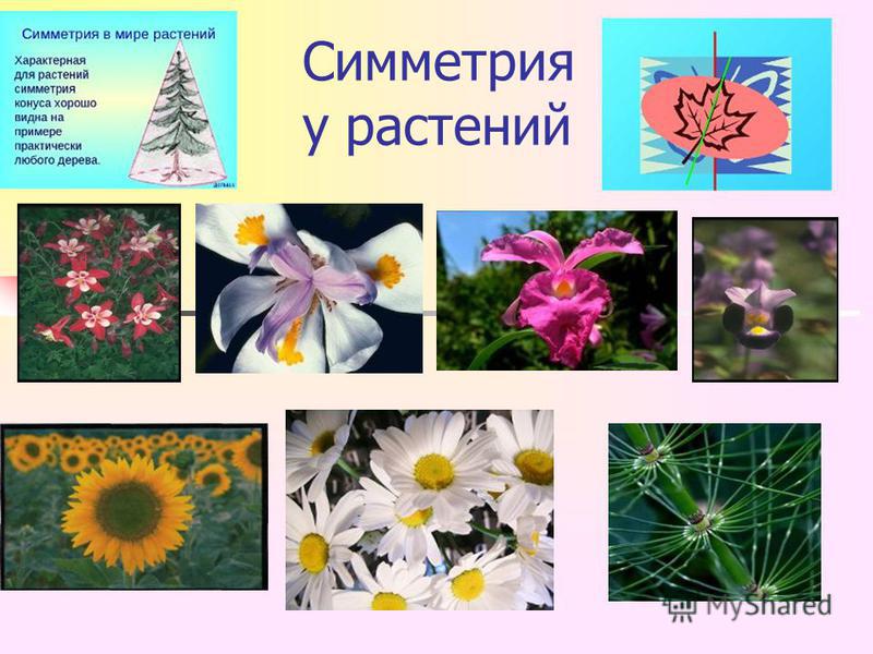 Центральная симметрия в растениях