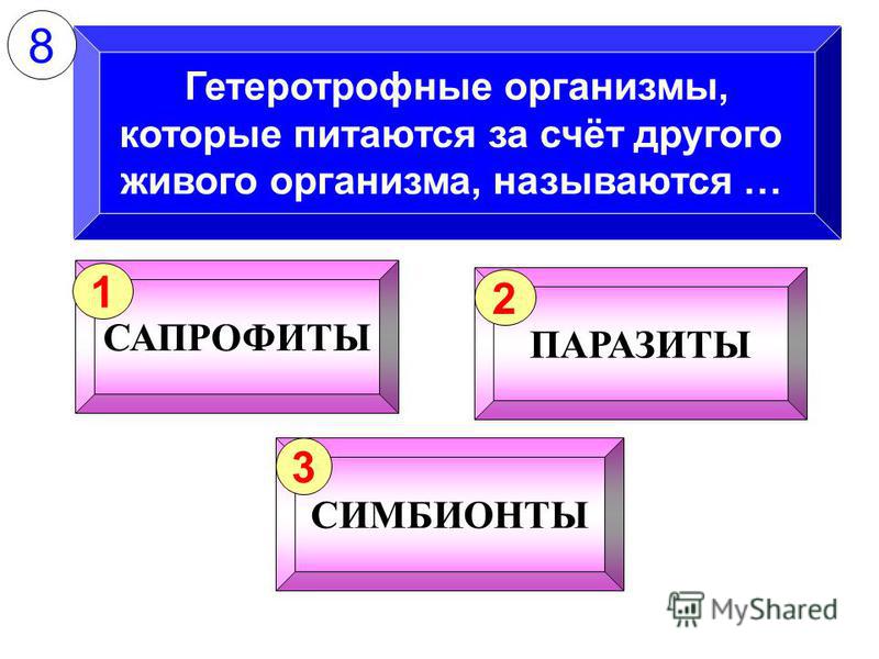 как называются паразиты живущие в человеке как называются паразиты живущие в человеке