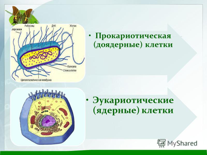 Прокариотическая (доядерные) клетки Эукариотические (ядерные) клетки