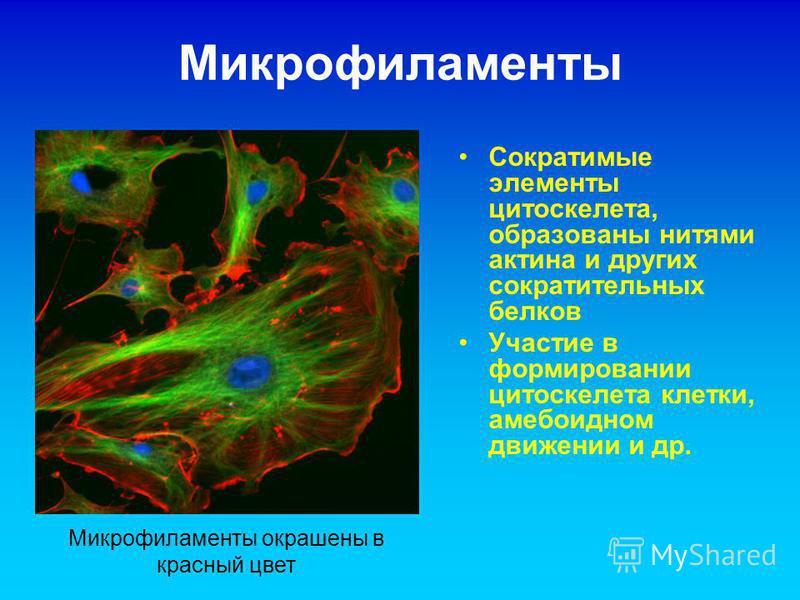 Микрофиламенты Сократимые элементы цитоскелета, образованы нитями актина и других сократительных белков Участие в формировании цитоскелета клетки, амебоидном движении и др. Микрофиламенты окрашены в красный цвет