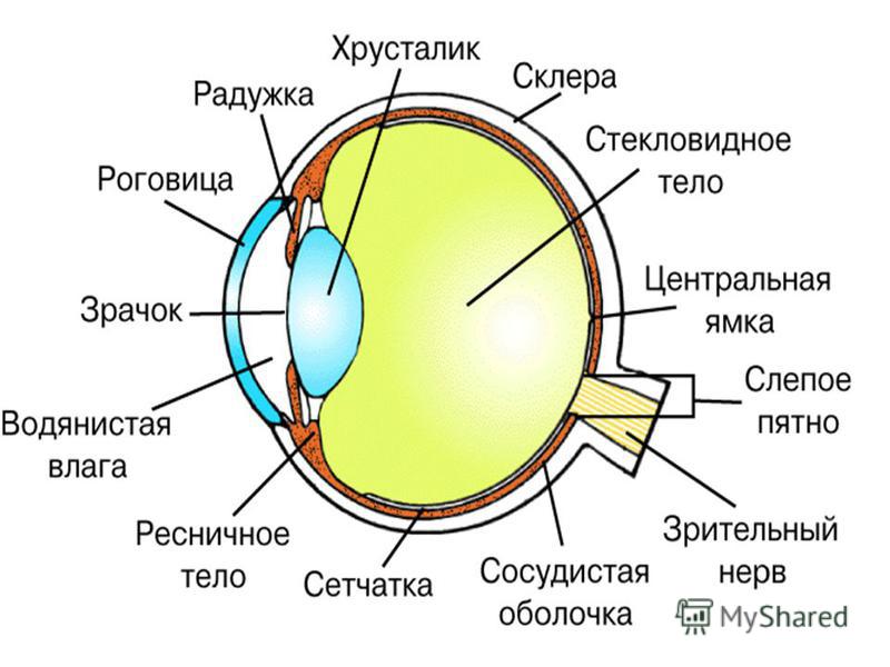 [PUNIQRANDLINE-(au-dating-names.txt) 52 Доклад по биологии на тему гигиена зрения 243