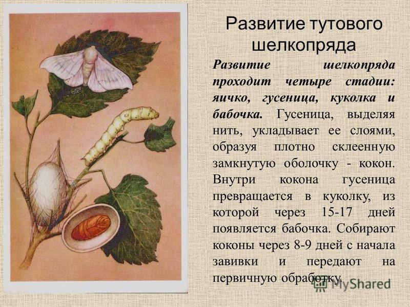 Порно бабушка и внук