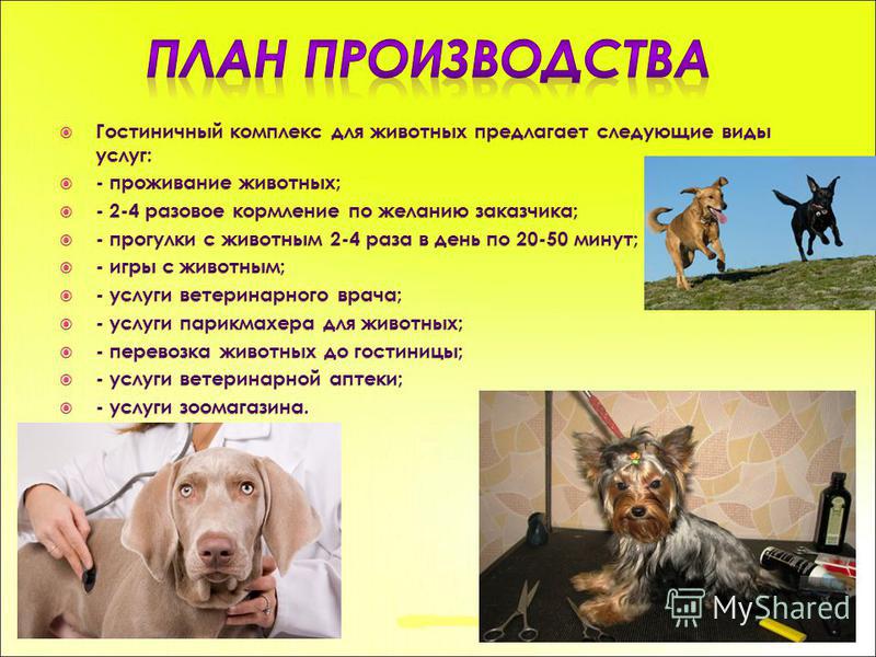 Бизнес проект гостиница для животных Гостиница для животных бизнес план готовый