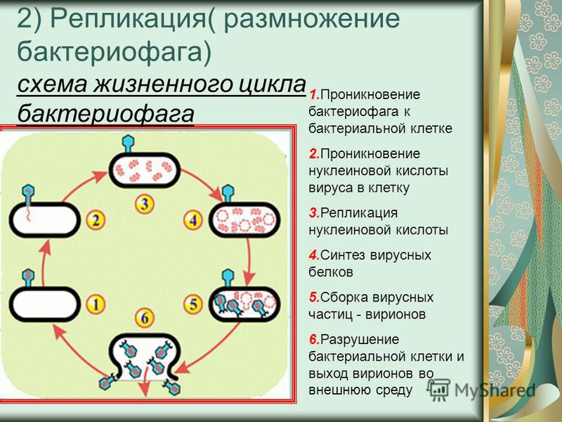 Вирус в картинках схемах Вирус в картинках схемах