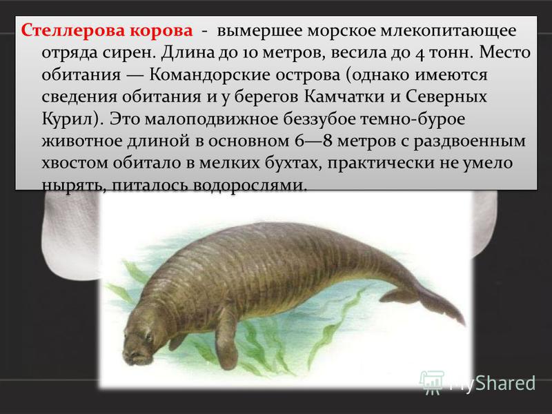 Вымирающие млекопитающие проект какой продукт