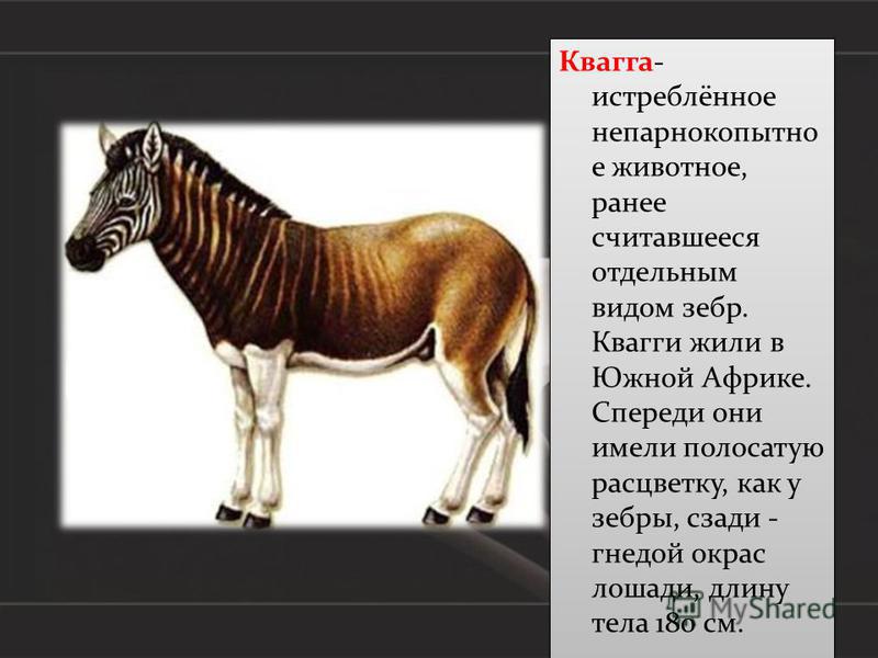 Животные , которых мы потеряли (Сеть Internet в качестве источника информации)