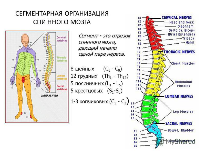 Массаж для спинного мозга Массаж для спинного мозга