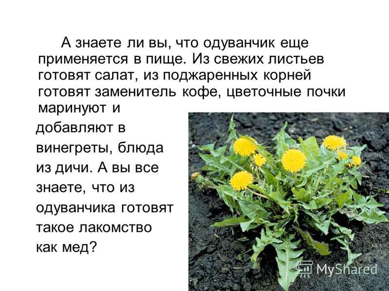 Кулинария все блюда из рыбы
