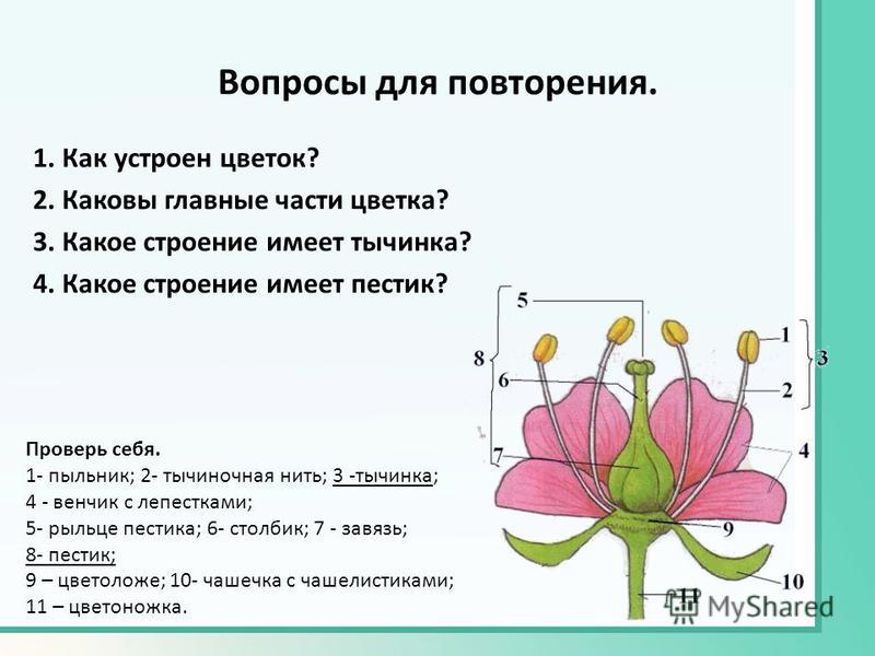 Доклад по биологии 6 класс цветок