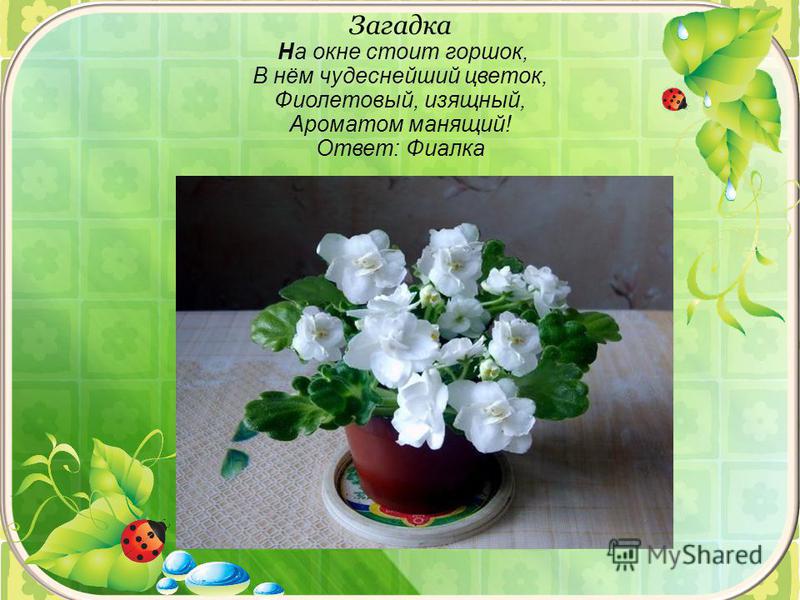 Стих цветок в горшке Стих цветок в горшке