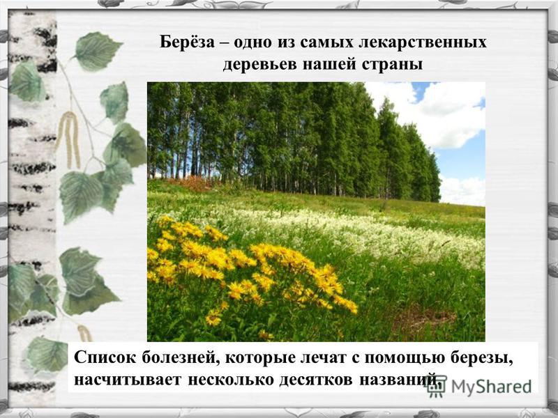 Презентация на тему: "Берёза Проект на тему "Растение" Валерия Логинова ученица