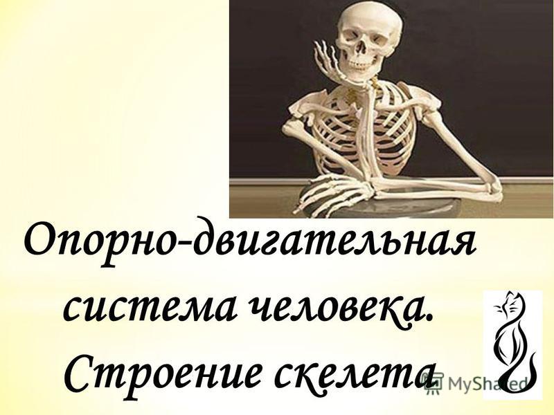 Презентации по теме развитие опорно-двигательной системы человека 8 класс