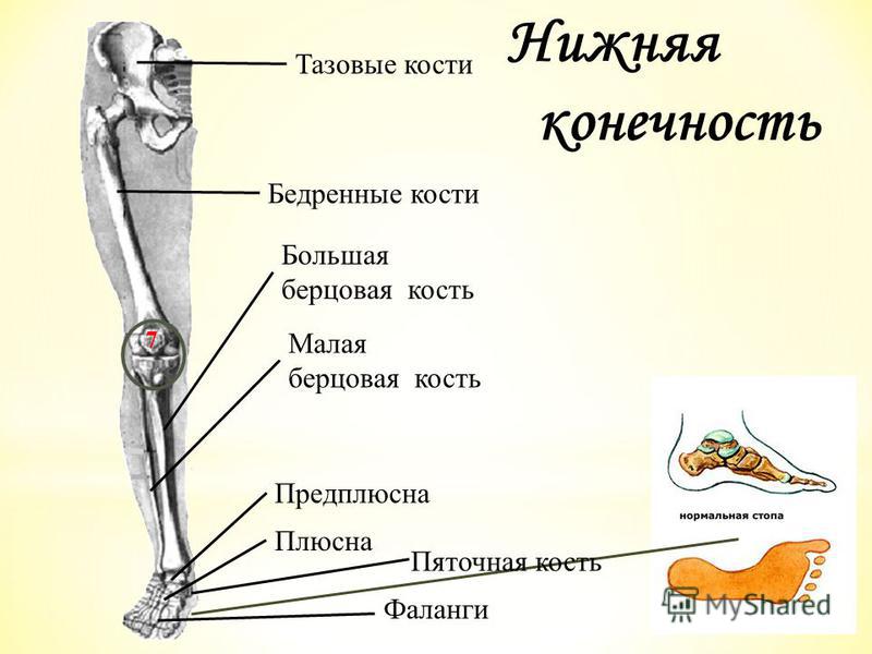 Как выглядит берцовая кость ноги