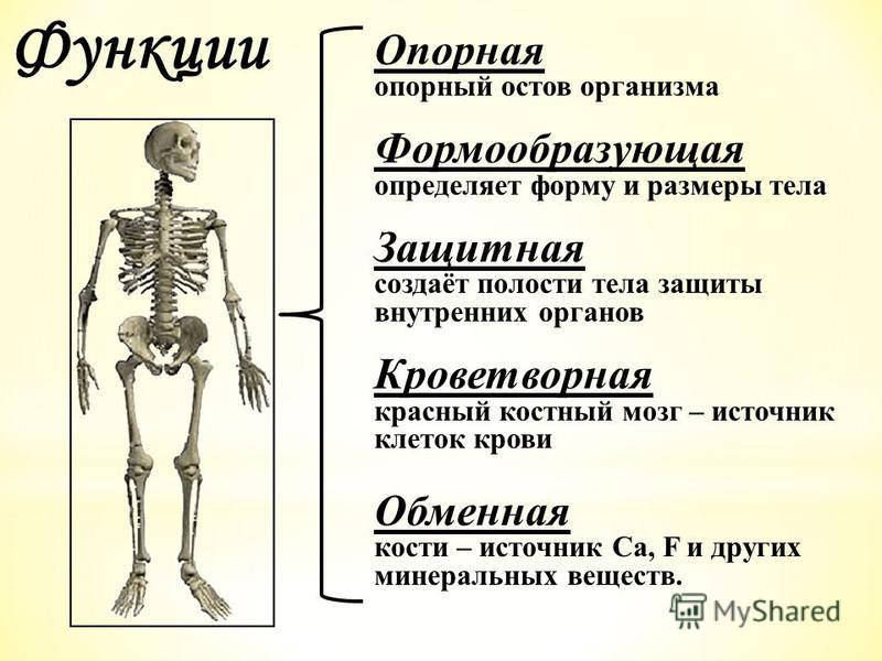 Схема Скелета Человека Фото Схема Скелета Человека Фото