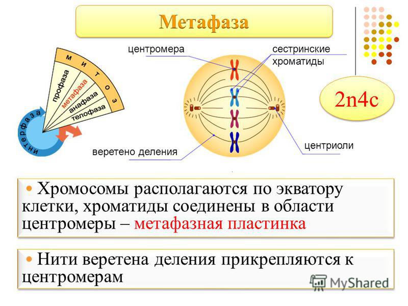 центромера сестринские хроматиды центриоли веретено деления Хромосомы располагаются по экватору клетки, хроматиды соединены в области центромеры – метафазная пластинка Нити веретена деления прикрепляются к центромерам 2n4c2n4c 2n4c2n4c