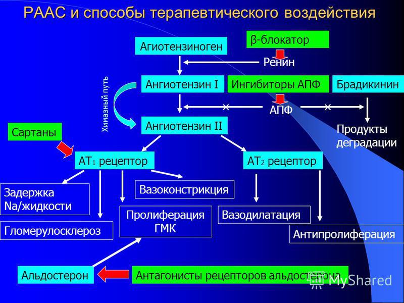 механизм рецепторов действия ангиотензиновых Блокаторы механизм рецепторов действия ангиотензиновых Блокаторы
