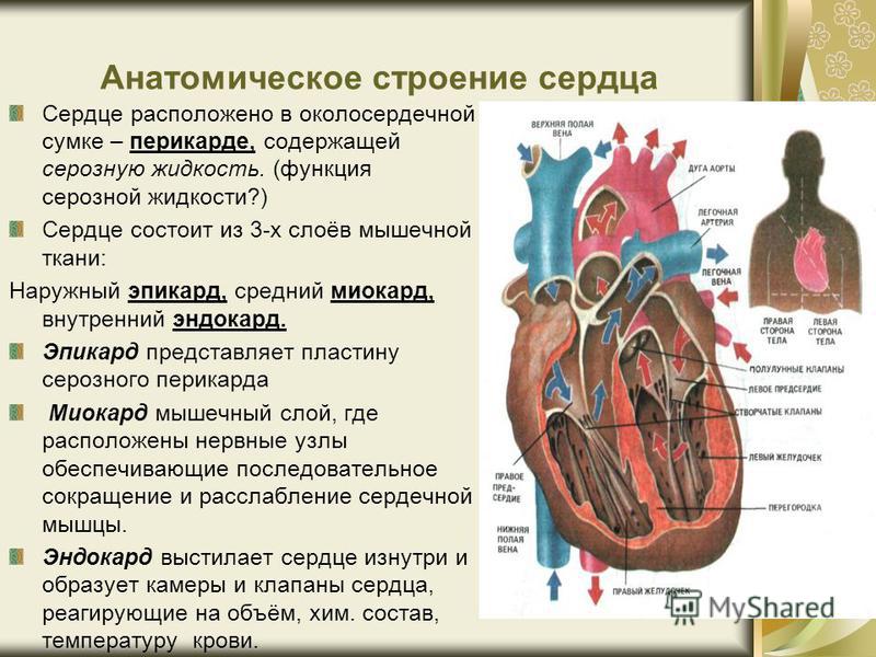Сердце Строение Шпаргалка Сердце Строение Шпаргалка