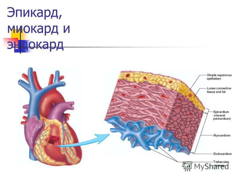 Что такое эндокард миокард эпикард Что такое эндокард миокард эпикард