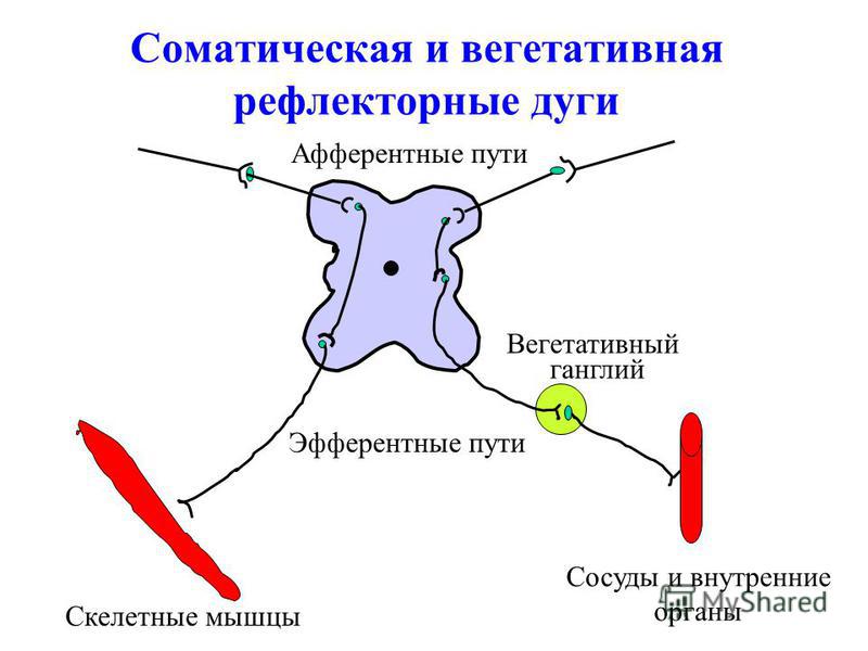 паравертебральные инъекции паравертебральные инъекции