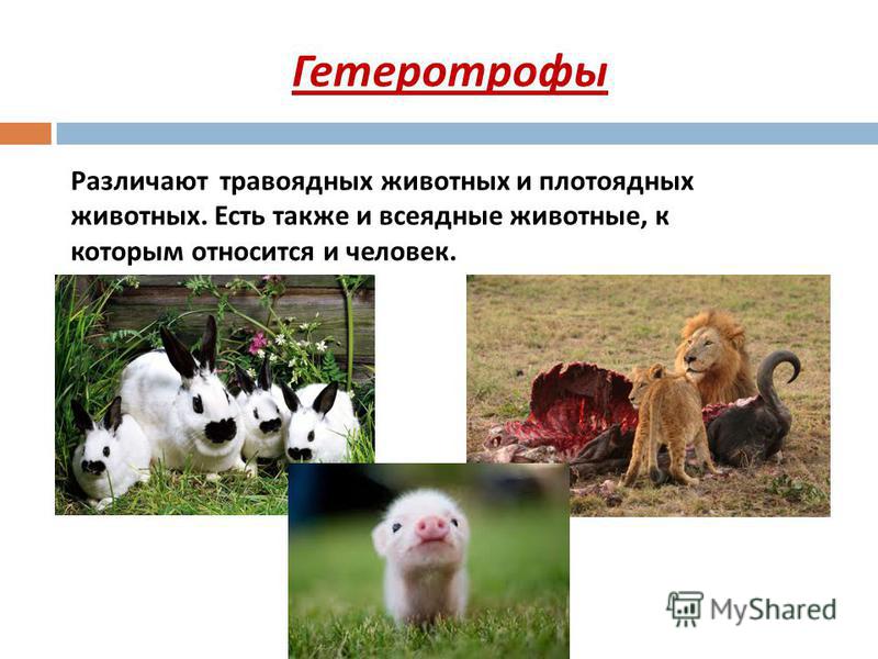 Гетеротрофы Различают травоядных животных и плотоядных животных. Есть также и всеядные животные, к которым относится и человек.