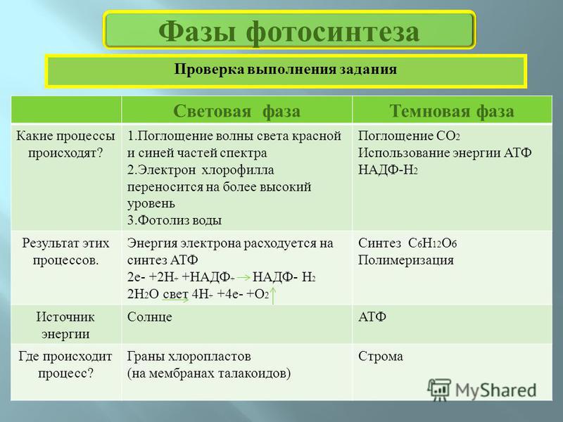 Разработка урока по биологии по теме фотосинтез световая фаза фотолиз 10 класс 8 класс