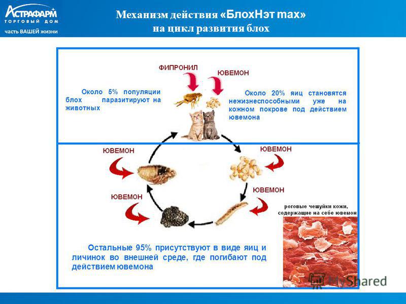 классификация паразитов человека классификация паразитов человека