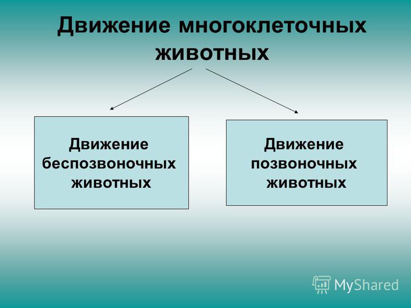 Реферат: Беспозвоночные животные. Позвоночные животные