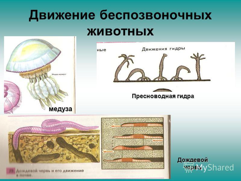 Движение беспозвоночных животных медуза Дождевой червь Пресноводная гидра