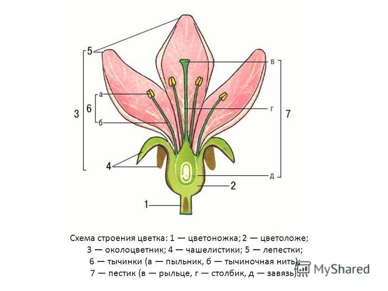 Схема строение цветка мужского Схема строение цветка мужского